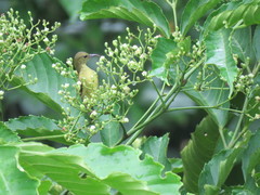 Aethopyga temminckii