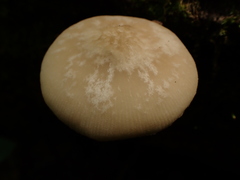 Pluteus plautus