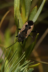 Rhyparochromus