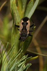 Rhyparochromus