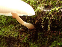 Pluteus plautus