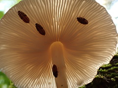 Pluteus plautus