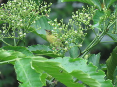 Aethopyga temminckii