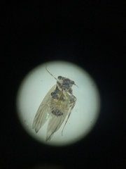 Lepidopsocidae