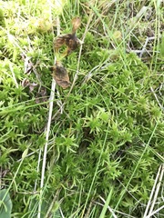 Sphagnum teres