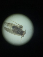 Lepidopsocidae