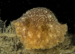 Geitodoris planata