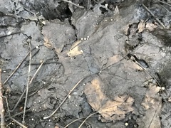 Ciboria conformata