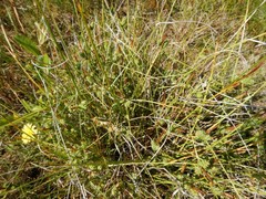 Carex extensa