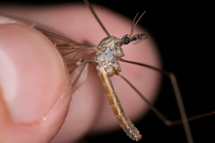 Tipula scripta