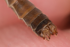 Tipula scripta