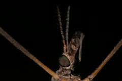Tipula scripta