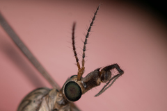 Tipula scripta