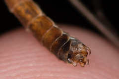 Tipula scripta