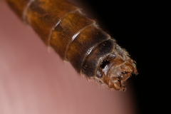 Tipula scripta