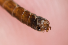 Tipula scripta