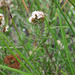 Stoebe phyllostachya - Photo (c) Nanna Joubert, algunos derechos reservados (CC BY-NC), subido por Nanna Joubert