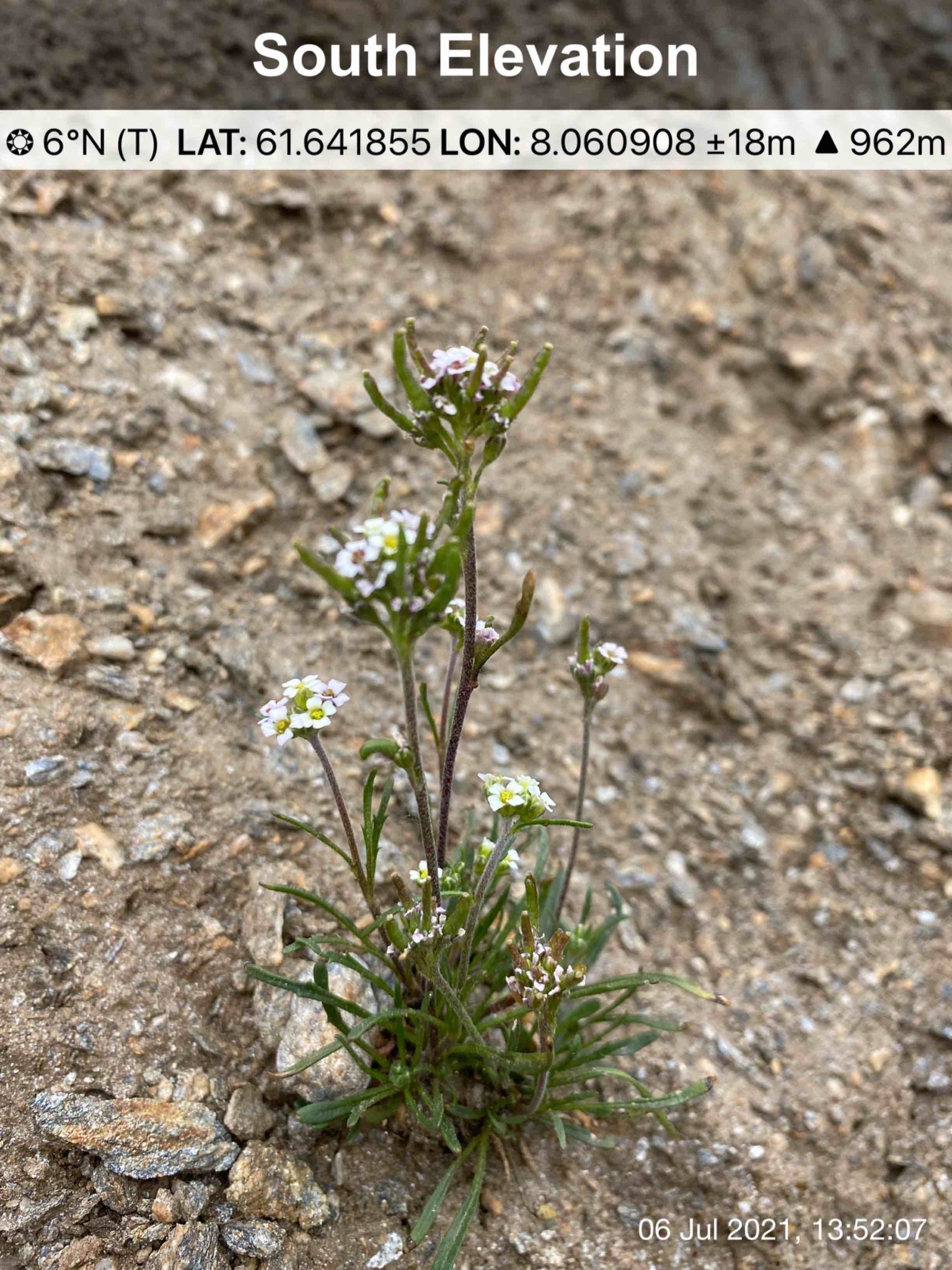 Braya linearis