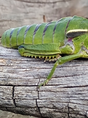 Pamphagus milevitanus