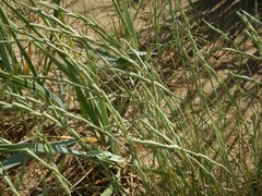 Elymus farctus