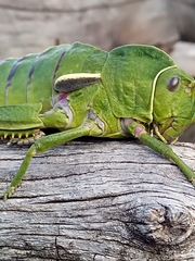 Pamphagus milevitanus