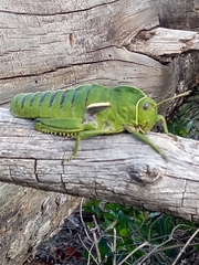 Pamphagus milevitanus