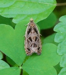 Olethreutes tilianum