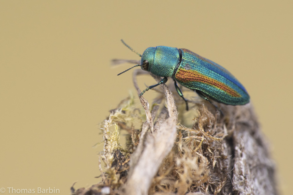 Flatheaded Cone Borer