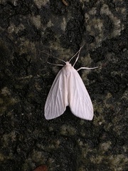 Palpita flegia