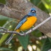 Blue-and-yellow Tanager - Photo (c) Gonzalo Martinez, some rights reserved (CC BY-NC), uploaded by Gonzalo Martinez