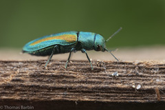 Chrysophana placida