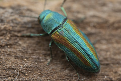 Chrysophana placida