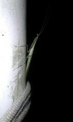 Miomantis