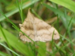 Phalaenostola metonalis