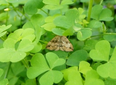 Phalaenostola eumelusalis