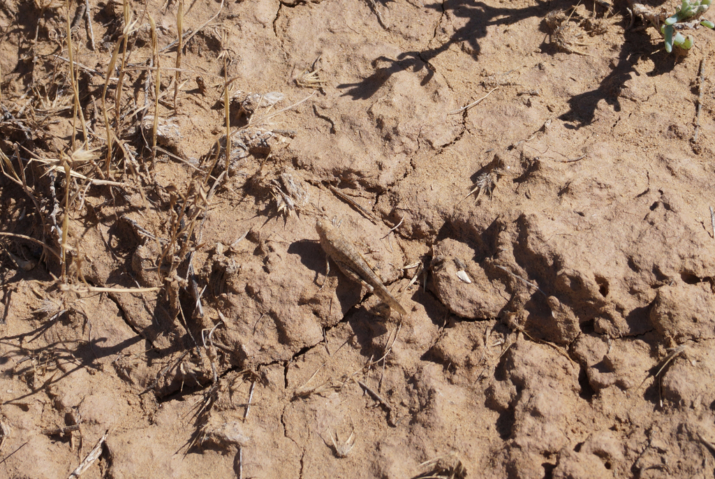 Hyalorrhipis clausii