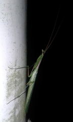 Miomantis