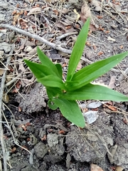 Cephalanthera longifolia image