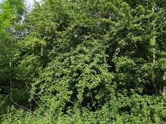 Cotoneaster bullatus