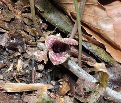 Hexastylis virginica