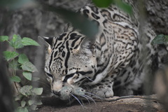 Leopardus