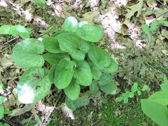 Hexastylis virginica