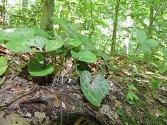 Hexastylis virginica