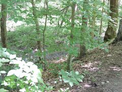 Hexastylis virginica