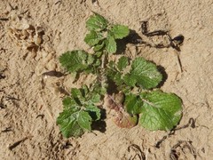 Raphanus raphanistrum landra