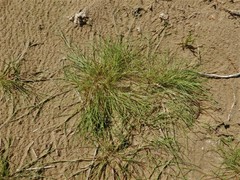 Puccinellia maritima