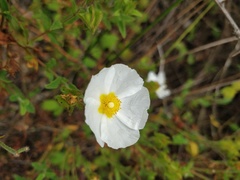 Cistus × obtusifolius