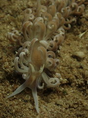 Phyllodesmium magnum