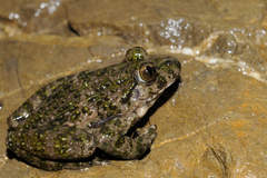 Pelodytes punctatus