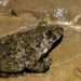 Parsley Frogs - Photo (c) Giacomo Gola, some rights reserved (CC BY-NC), uploaded by Giacomo Gola